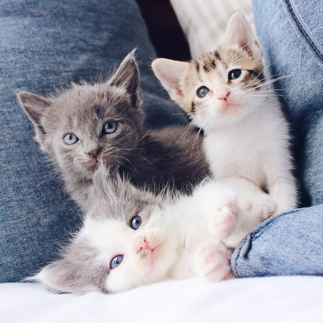 snapshot of cute kittens